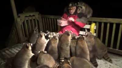 Man got surrounded by raccoons