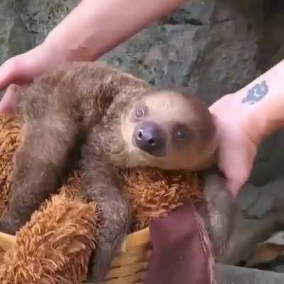 How baby sloths are weighed