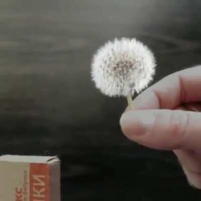 Lighting a Dandelion Match