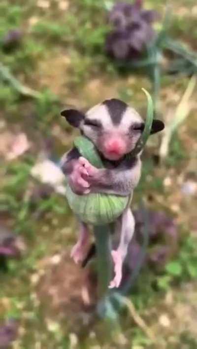 Sugar glider taking nap on a leek bud