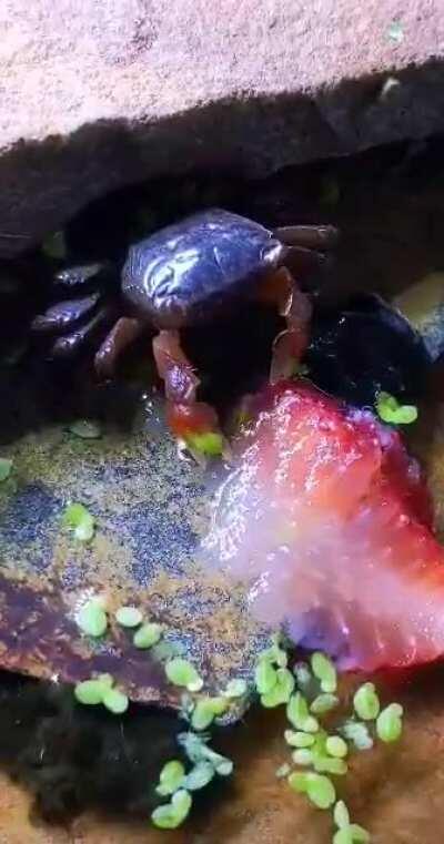 I see your frogs and turtles and I raise you one tiny crab eating a strawberry!