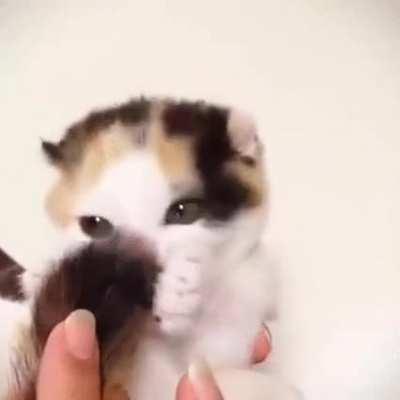 very cute kitten