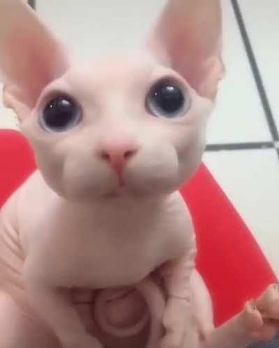 Adorable hairless