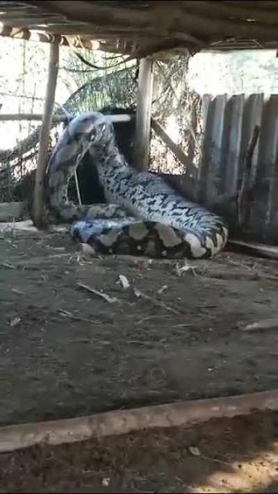 Snake found in one of the village in India