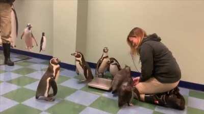 Penguins line up eager to be weighed and get treats