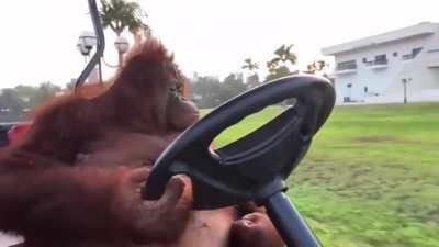 I’m high and made an edit to an orangutan video I saw