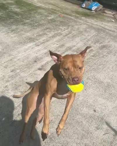 My dog jumps up a wall then catches a ball (slow mo)