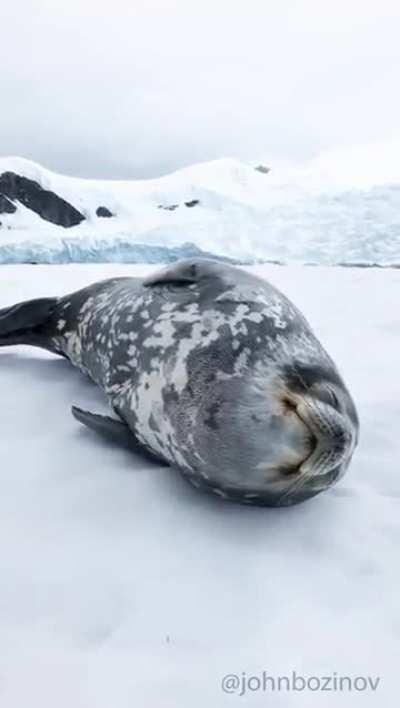 🔥 Weddel Seals making spaceship-like vocalisations while sleeping 