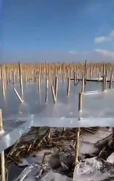 🔥 A that cornfield flooded, froze, and then drained, leaving a thick layer of ice suspended along the upper stalks 🔥