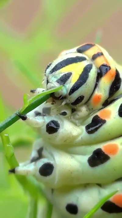 🔥🐛 Papilio machaon caterpillar