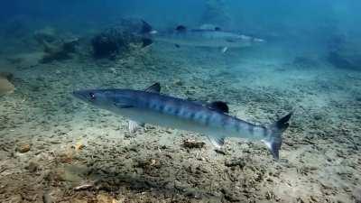 A Pair of Barracuda shot on the GoPro 8