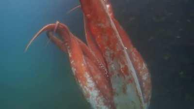 Encounter with a Giant Squid in Toyama Bay, Japan. 12.1 feet in length, it is thought to be a juvenile.