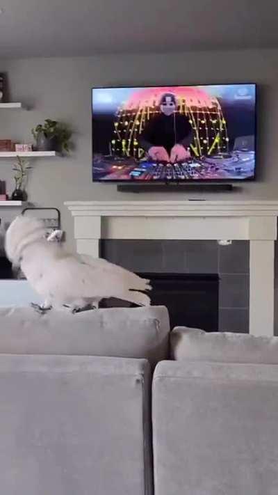 Cockatoo Headbanging To Music