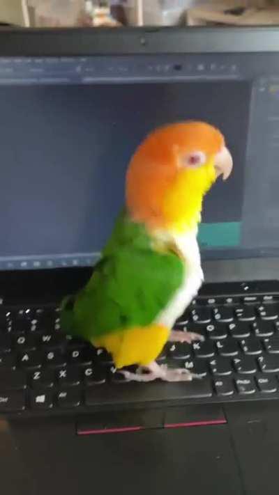 Parrot pretending to be an internet troll