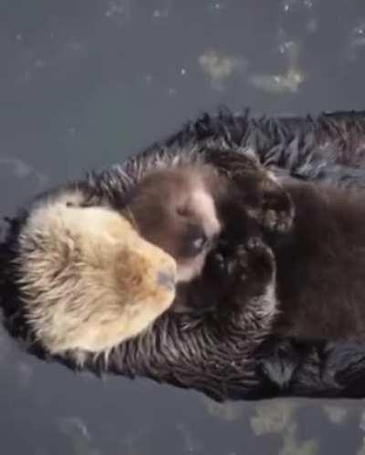 Sure looks like Otter love - emotion