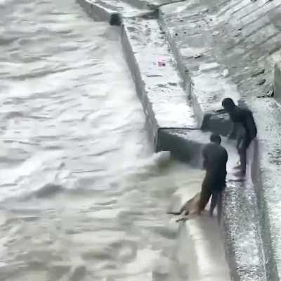 Man saves a calf by risking his life diving into a choppy river