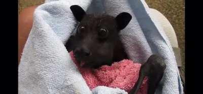 The unexpectedly large and clearly well enjoyed bites this bat takes out of a banana