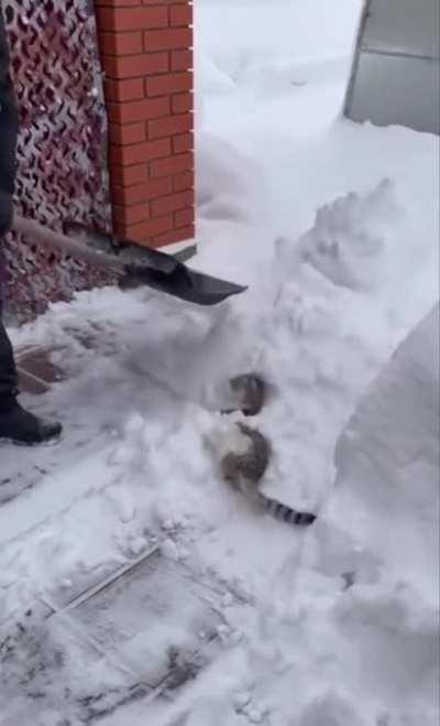 This cat loving the snow