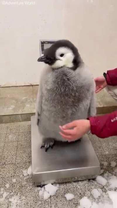 97 day old Emperor Penguin chick