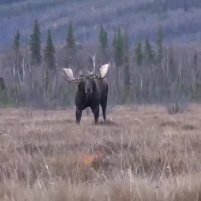 🔥 An absolute unit of a Moose 🔥