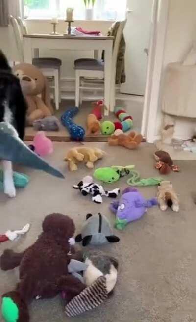 Brain training if Border Collie