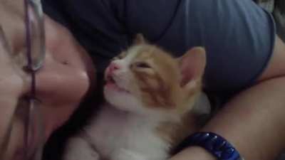 Kitten falls asleep to kisses