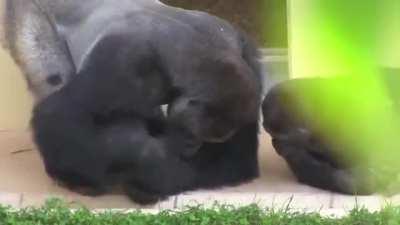 Father and Son guerrilla curiously watching a moving caterpillar.