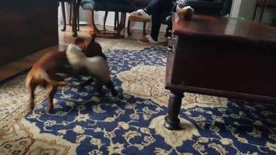 My sisters dachshund playing with my ferret