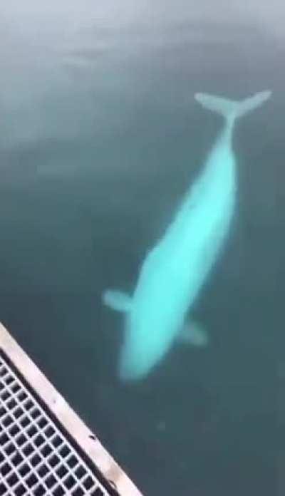 Beluga Whale saves dropped phone