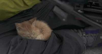 Kitten makes friends with cameraman