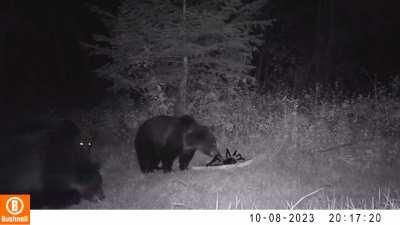 Halloween SpiderBro scares off grizzly bears in my backyard