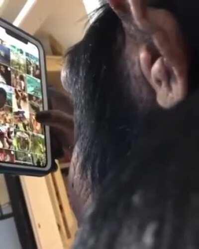 Ape Using A Smartphone