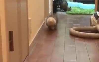 satisfying ferret