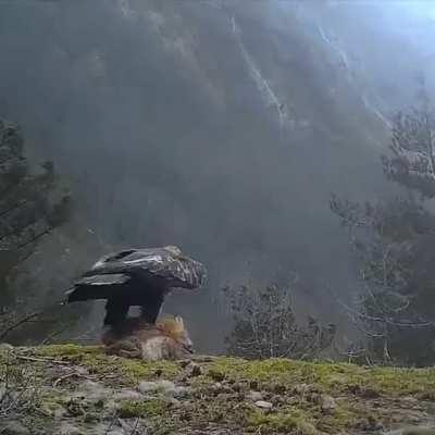 Golden eagle flies away with a fox