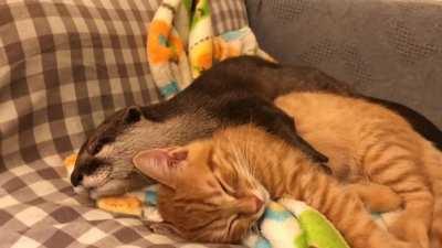 Otter can not sleep without hugging kitten