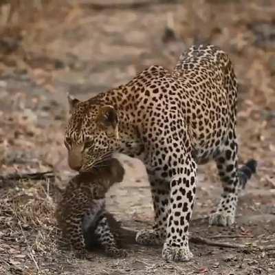 Leopard (Panthera pardus) populations have highly declined and become regionally extinct due to habitat loss/fragmentation, prey loss, and poaching. In North Africa the leopard is on the verge of extinction, losing ~97% of their former range and only remn