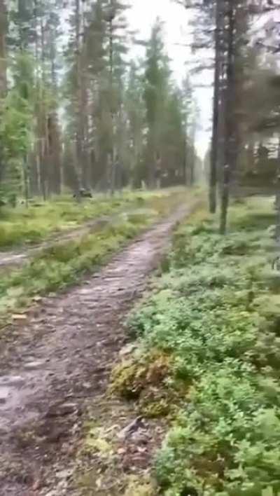 This smart rabbit realizes the dog is tracking its scent and decides to double back