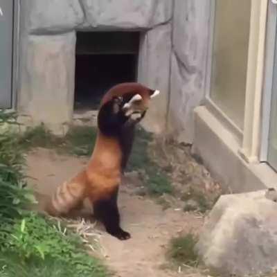 Red panda encounters a stone and sees it as a danger