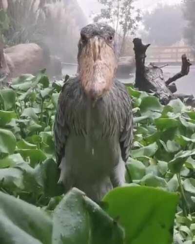 🔥 Shoebill stork stands still in the rain, staring at you judgmentally.