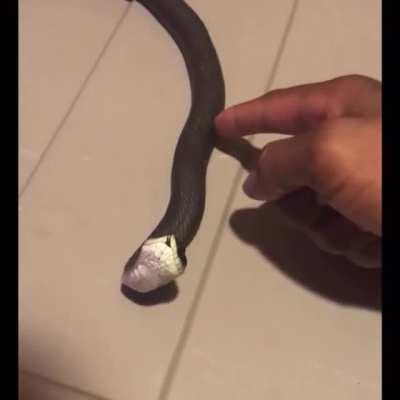 Snake plays dead after being poked