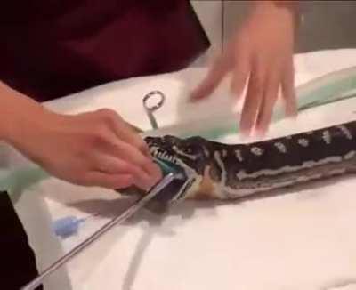 Pulling a towel out of snake