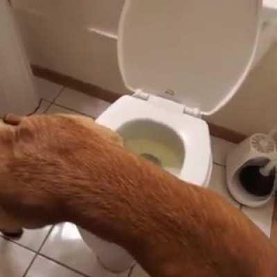 Dog peeing in toilet