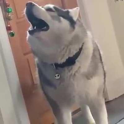 Just a husky being normal