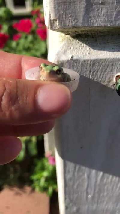 Very tiny frog offered a nice cold drink on a hot 110 degree day - He instead opted for a full body soak - Frogs actually drink/absorb water through their skin so not only did this rehydrate him it also helped cool him off