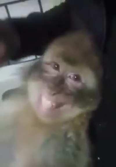 Macaco F1