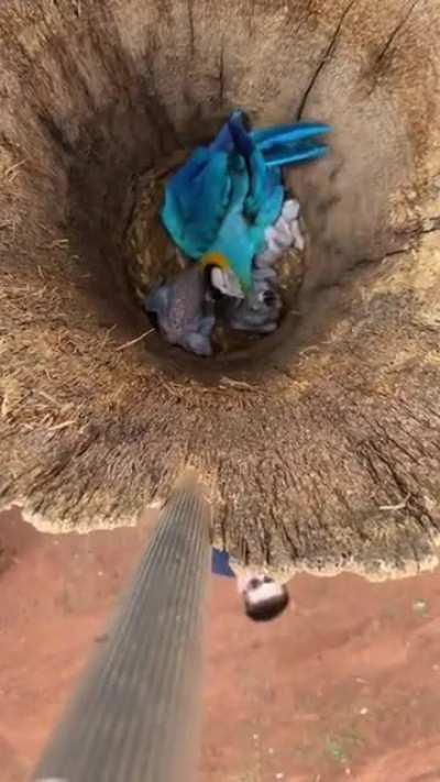 This Macaw and its hatchlings living on an old tree stump