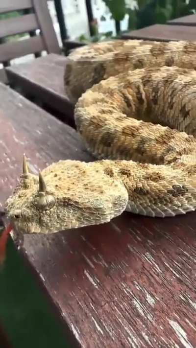 🔥Saharan horned viper - Cerastes cerastes