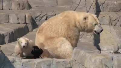 Baby polar bear defends its mother from a raven