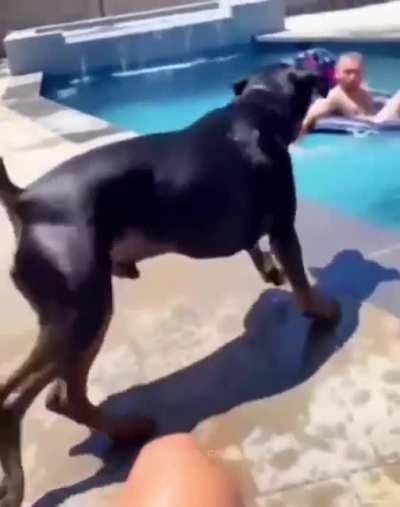 Ah, yes- the Rottweiler Cannonball.