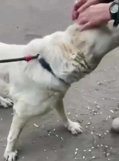 Ukrainian volunteers save dog who’d gone 5 days without food and water under shelling in a village near Vovchansk